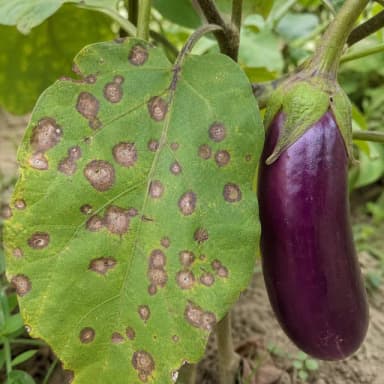 সঠিক ছবি তোলার নমুনা