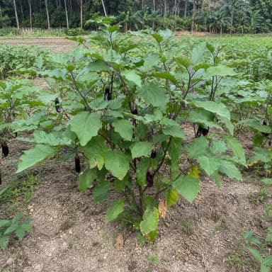 ভুল ছবি তোলার নমুনা